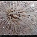 蕨形角海葵 Cerianthus filiformis_13.jpg