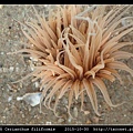 蕨形角海葵 Cerianthus filiformis_16.jpg