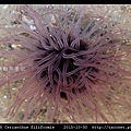 蕨形角海葵 Cerianthus filiformis_15.jpg