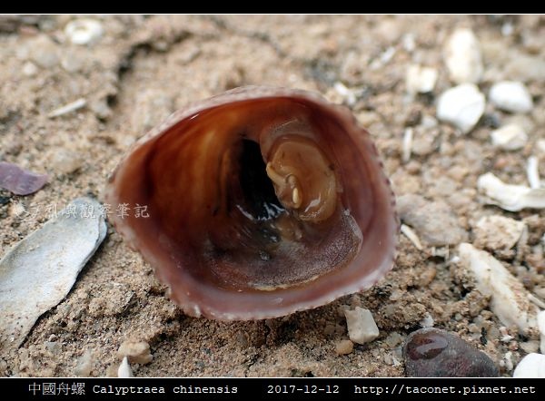 中國舟螺 Calyptraea chinensis_9.jpg