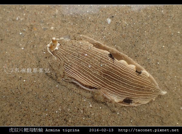 虎紋片鰓海蛞蝓 Armina tigrina_4.jpg