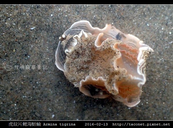 虎紋片鰓海蛞蝓 Armina tigrina_3.jpg