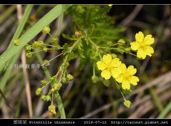 萎陵菜 Potentilla chinensis_01.jpg
