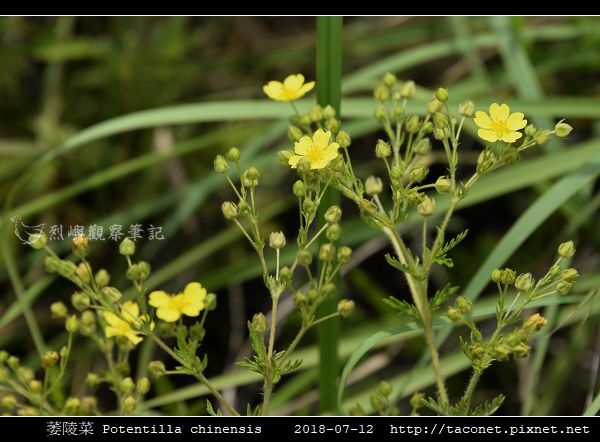 萎陵菜 Potentilla chinensis_02.jpg