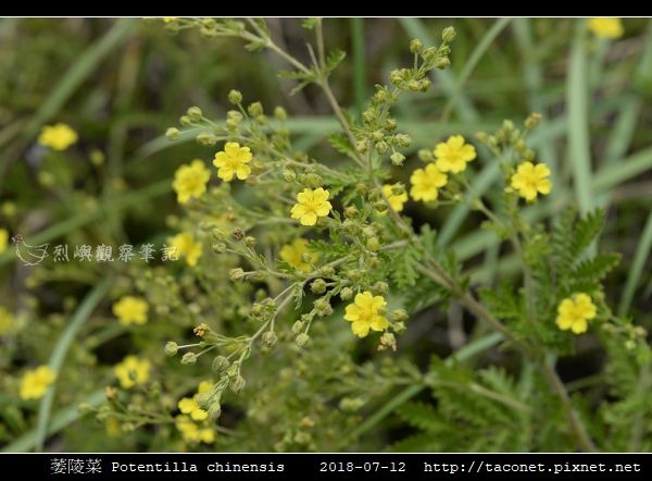 萎陵菜 Potentilla chinensis_03.jpg