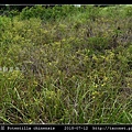 萎陵菜 Potentilla chinensis_04.jpg