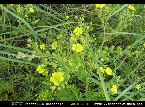 萎陵菜 Potentilla chinensis_05.jpg