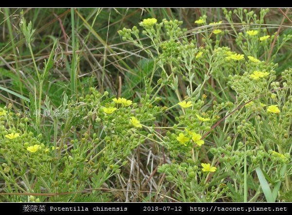 萎陵菜 Potentilla chinensis_07.jpg