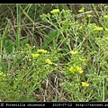 萎陵菜 Potentilla chinensis_07.jpg