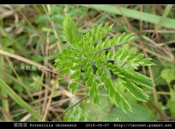 萎陵菜 Potentilla chinensis_08.jpg