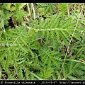 萎陵菜 Potentilla chinensis_09.jpg