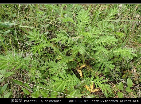 萎陵菜 Potentilla chinensis_10.jpg