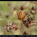 萎陵菜 Potentilla chinensis_11.jpg