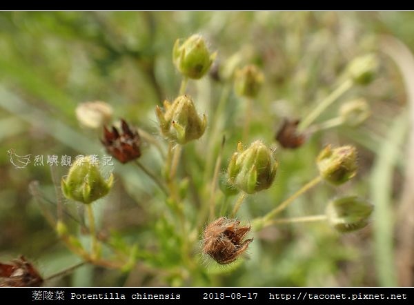 萎陵菜 Potentilla chinensis_13.jpg