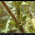 萎陵菜 Potentilla chinensis_14.jpg