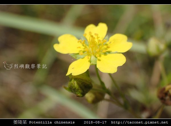 萎陵菜 Potentilla chinensis_15.jpg