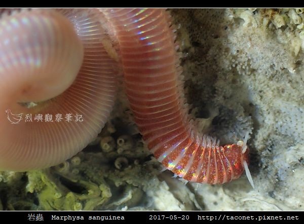 岩蟲 Marphysa sanguinea_09.jpg