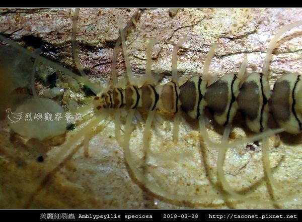 美麗細裂蟲 Amblypsyllis speciosa_4.jpg