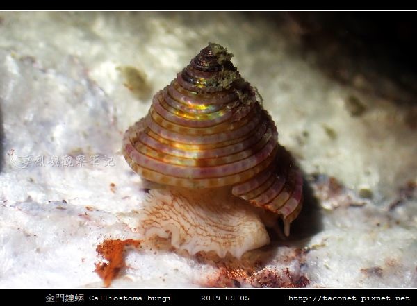 金門鐘螺 Calliostoma hungi _01.jpg