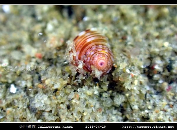 金門鐘螺 Calliostoma hungi _03.jpg