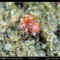 金門鐘螺 Calliostoma hungi _03.jpg