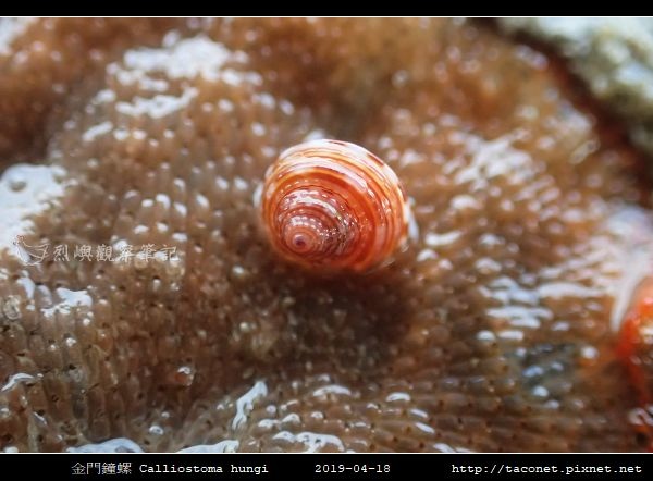 金門鐘螺 Calliostoma hungi _02.jpg