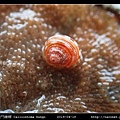 金門鐘螺 Calliostoma hungi _02.jpg