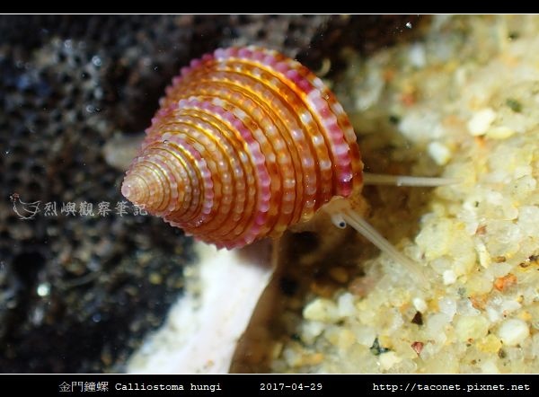 金門鐘螺 Calliostoma hungi _04.jpg