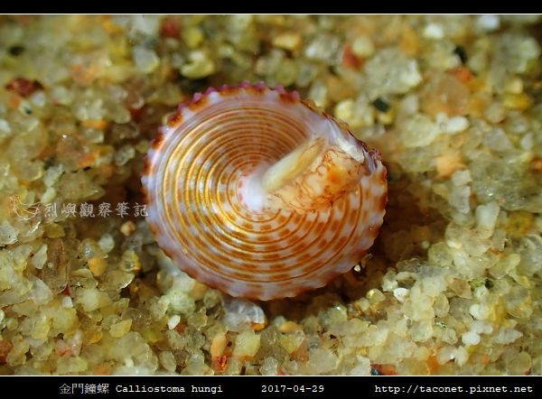 金門鐘螺 Calliostoma hungi _06.jpg