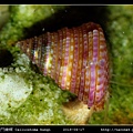 金門鐘螺 Calliostoma hungi _09.jpg