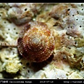 金門鐘螺 Calliostoma hungi _10.jpg