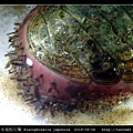 日本寬板石鱉 Placiphorella japonica_7.jpg