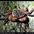 白紋方蟹 Grapsus albolineatus_1.jpg