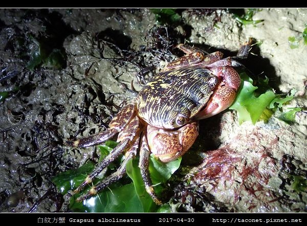 白紋方蟹 Grapsus albolineatus_4.jpg