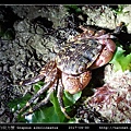 白紋方蟹 Grapsus albolineatus_4.jpg