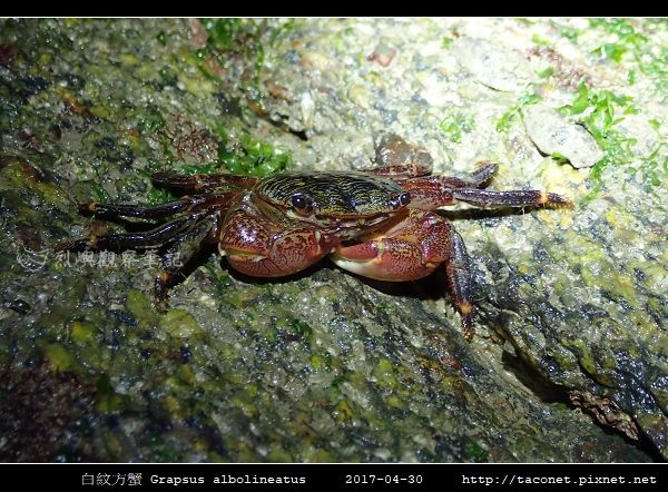 白紋方蟹 Grapsus albolineatus_5.jpg