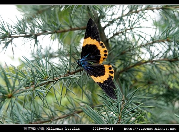 橙帶藍尺蛾 Milionia basalis_07.jpg 橙帶藍尺蛾 Milionia basalis_07.jpg