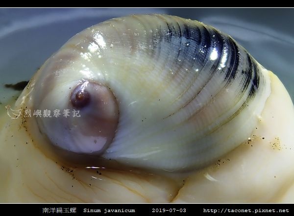 南洋扁玉螺  Sinum javanicum_05.jpg