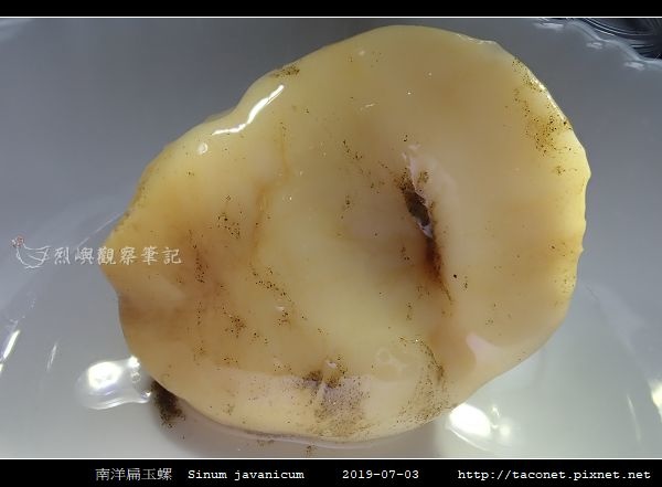 南洋扁玉螺  Sinum javanicum_06.jpg