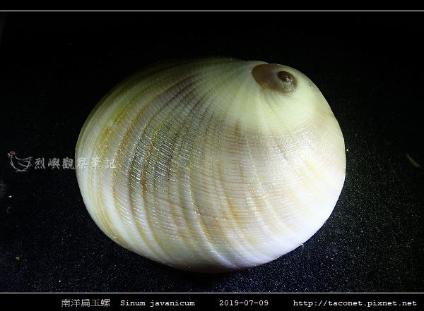 南洋扁玉螺  Sinum javanicum_09.jpg