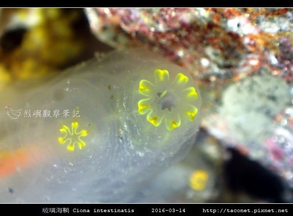玻璃海鞘 Ciona intestinatis_4.jpg 玻璃海鞘 Ciona intestinatis_4.jpg