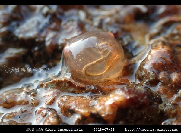 玻璃海鞘 Ciona intestinatis_7.jpg