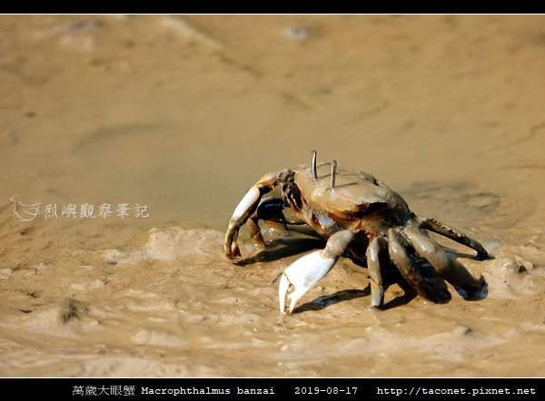 萬歲大眼蟹 Macrophthalmus banzai_2.jpg