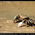 萬歲大眼蟹 Macrophthalmus banzai_2.jpg