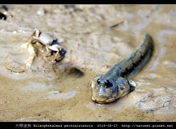 大彈塗魚 Boleophthalmus pectinirostris_01.jpg