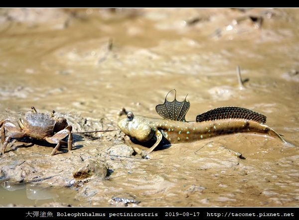 大彈塗魚 Boleophthalmus pectinirostris_02.jpg