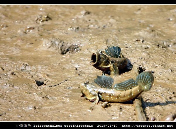 大彈塗魚 Boleophthalmus pectinirostris_03.jpg