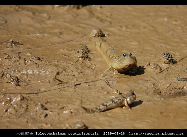 大彈塗魚 Boleophthalmus pectinirostris_08.jpg