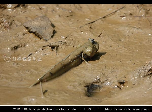 大彈塗魚 Boleophthalmus pectinirostris_06.jpg