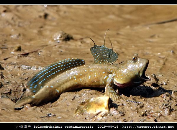 大彈塗魚 Boleophthalmus pectinirostris_10.jpg 大彈塗魚 Boleophthalmus pectinirostris_10.jpg